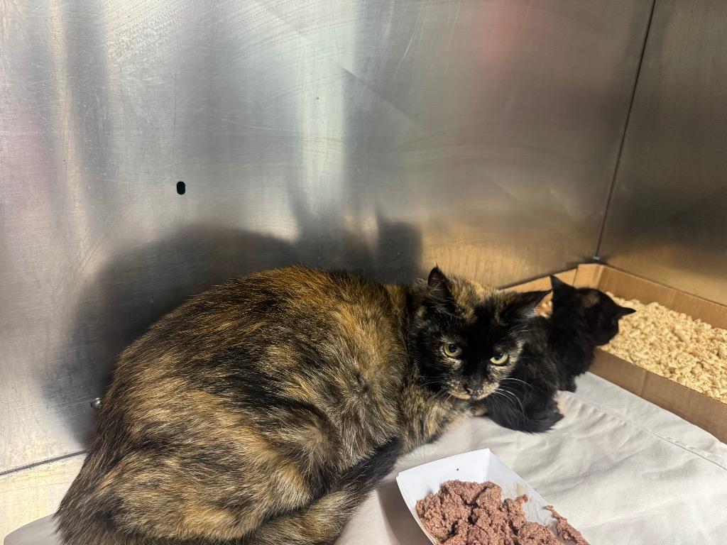 Saffron-Adoptable, Adoptable, Adult Female Domestic Short Hair.