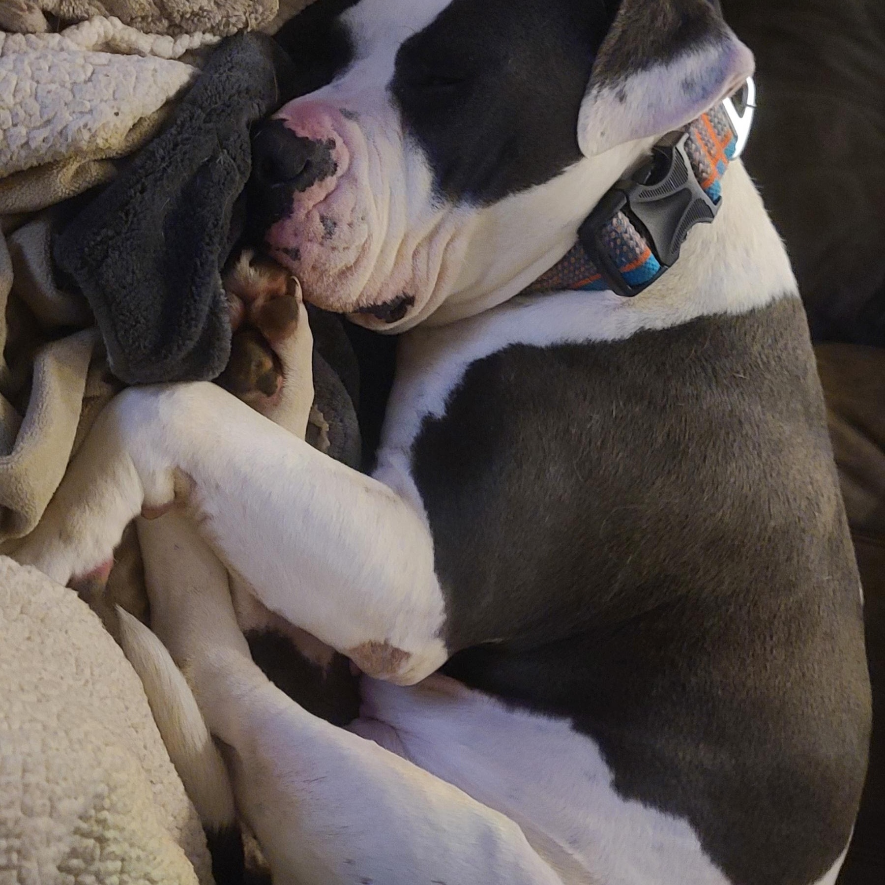 Princess, a Adoptable mixed breed in Nipomo, CA image 2/4