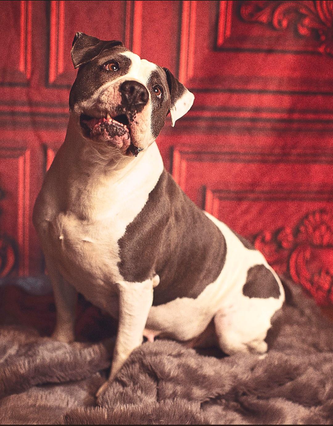 Princess, a Adoptable mixed breed in Nipomo, CA image 1/4