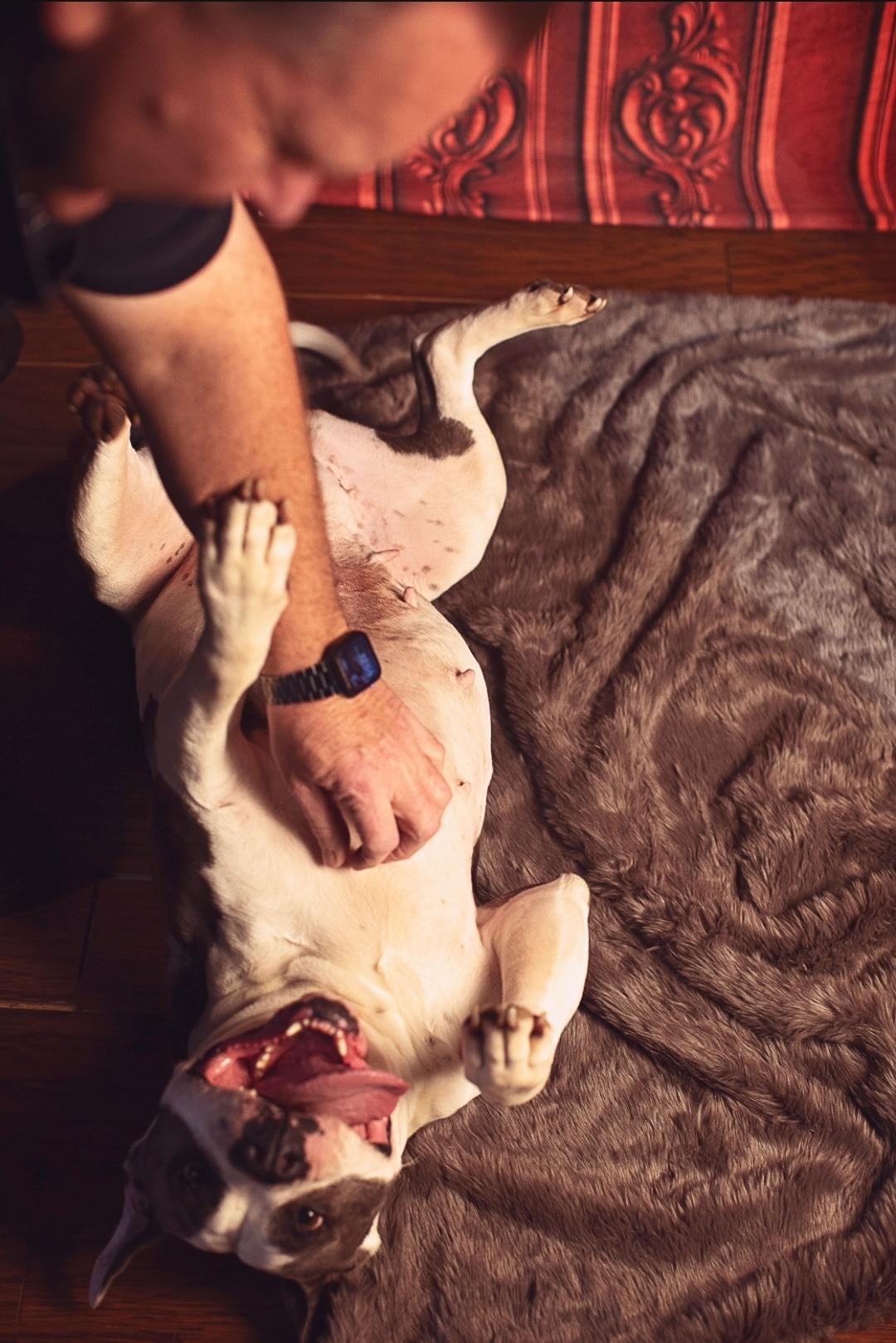 Princess, a Adoptable mixed breed in Nipomo, CA image 4/4