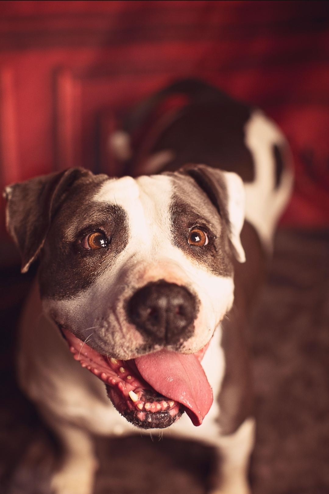 Princess, an adoptable Pit Bull Terrier in Nipomo, CA, 93444 | Photo Image 3
