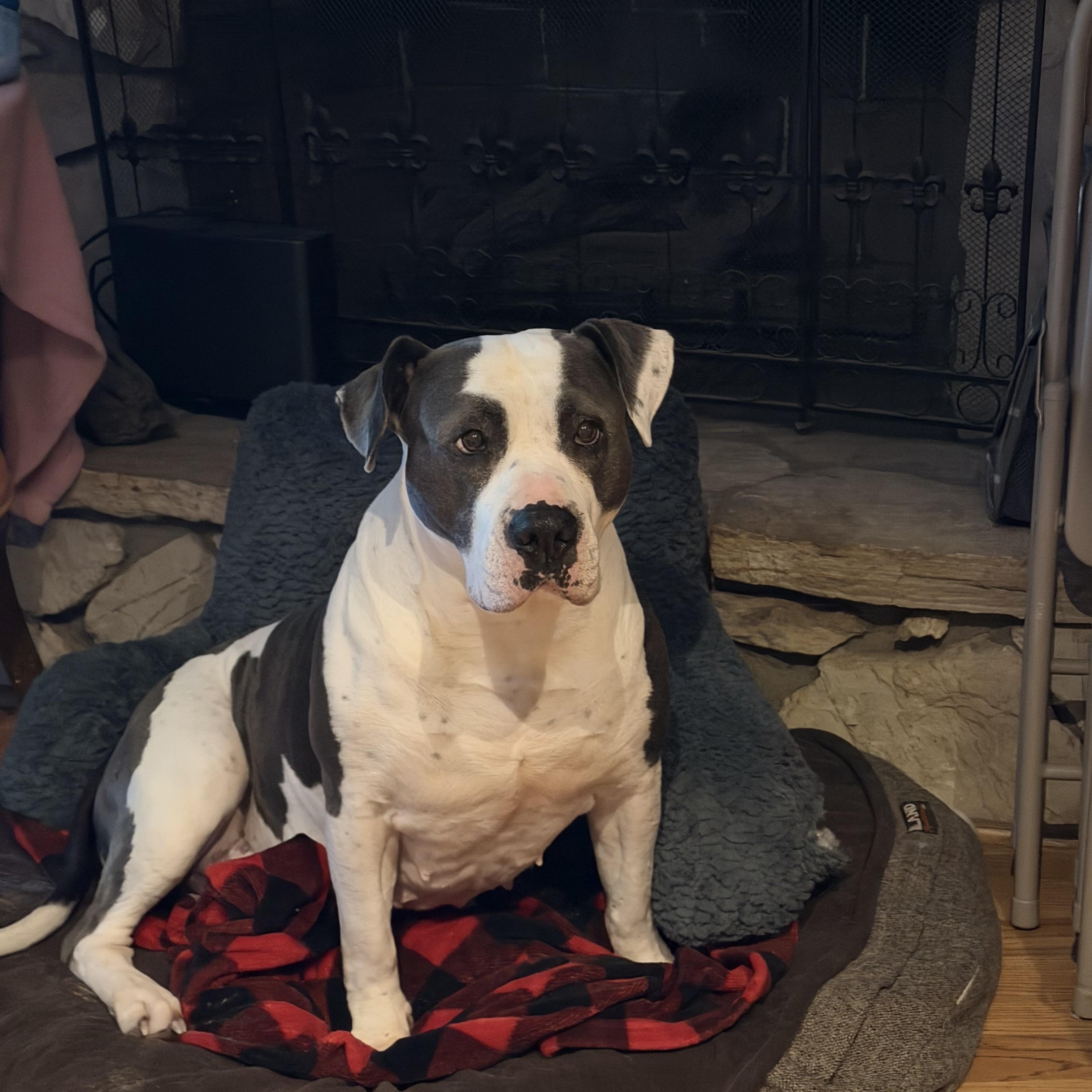 Princess, a Adoptable mixed breed in Nipomo, CA image 2/5