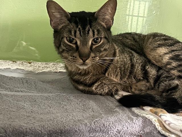 Enlarge Spenser, a Adoptable Domestic Short Hair in Muskegon, MI image 1/5