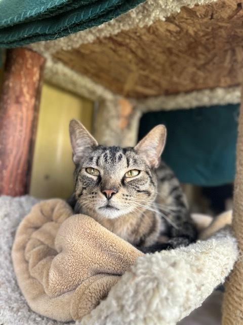 Enlarge Spenser, a Adoptable Domestic Short Hair in Muskegon, MI image 2/5