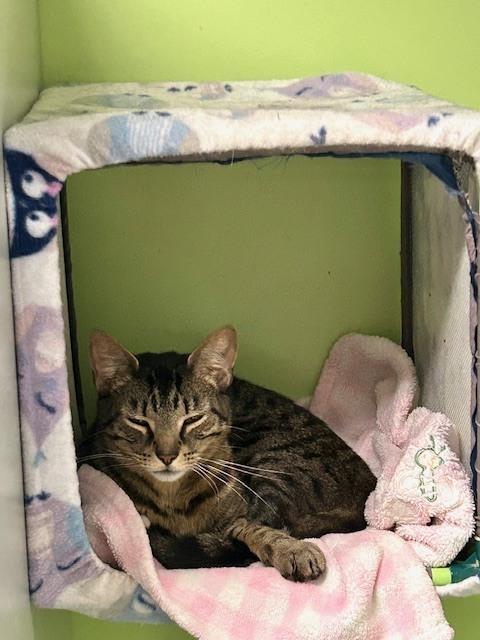 Enlarge Spenser, a Adoptable Domestic Short Hair in Muskegon, MI image 3/5