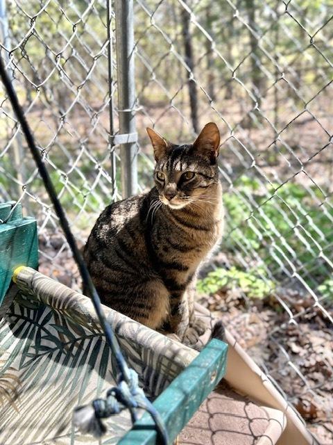 Enlarge Spenser, a Adoptable Domestic Short Hair in Muskegon, MI image 4/5