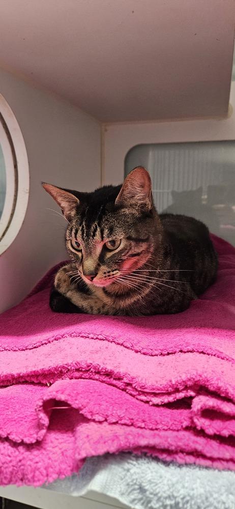 Enlarge Spenser, a Adoptable Domestic Short Hair in Muskegon, MI image 5/5
