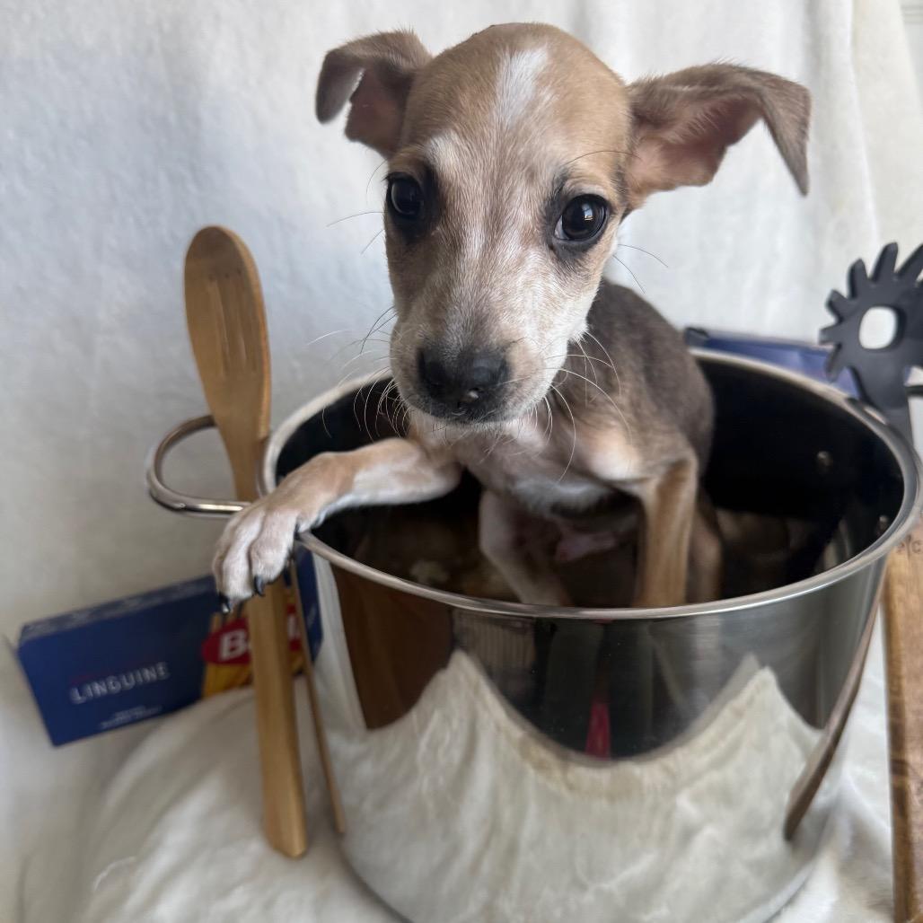 Rigatoni, Adoptable, Puppy Male Mixed Breed.