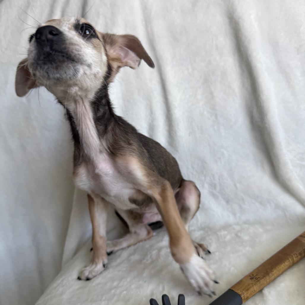 Enlarge Rigatoni, a Adoptable Mixed Breed in Staten Island, NY image 2/4