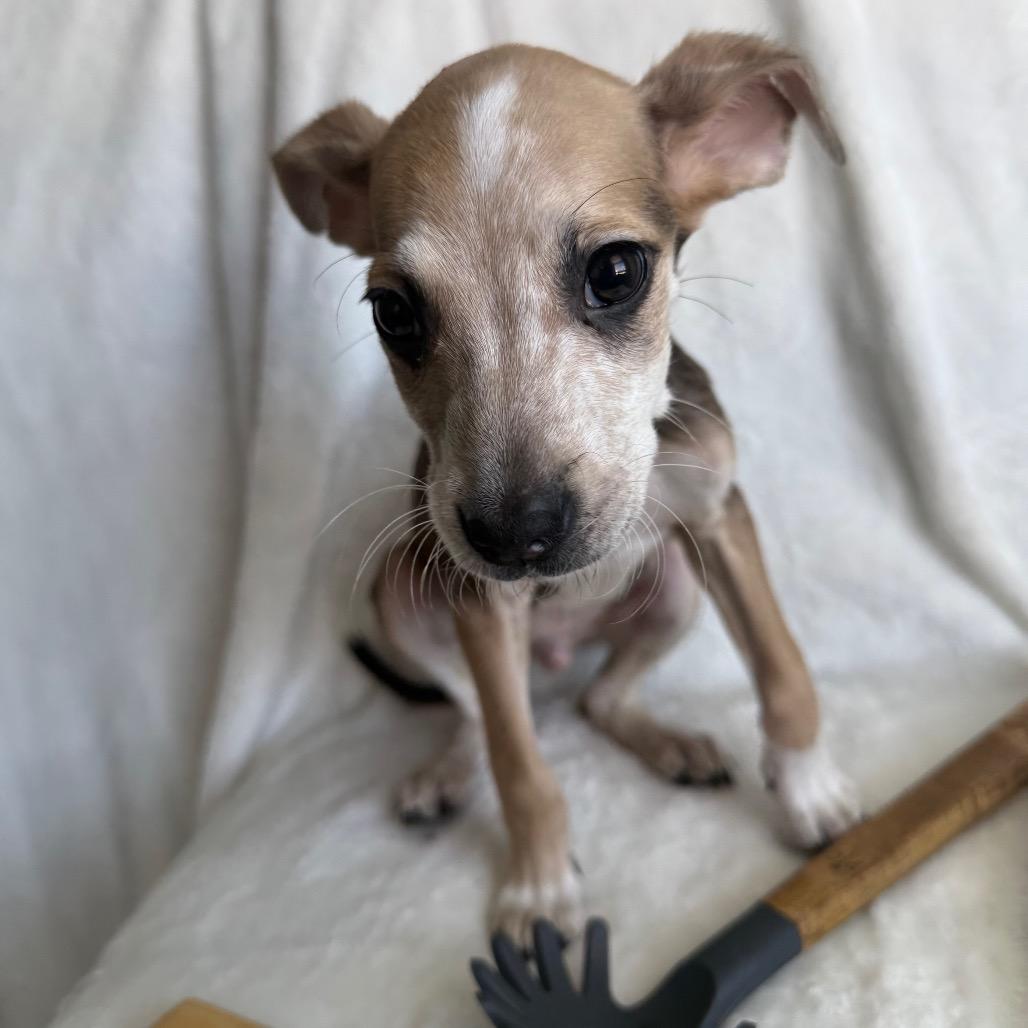 Enlarge Rigatoni, a Adoptable Mixed Breed in Staten Island, NY image 3/4