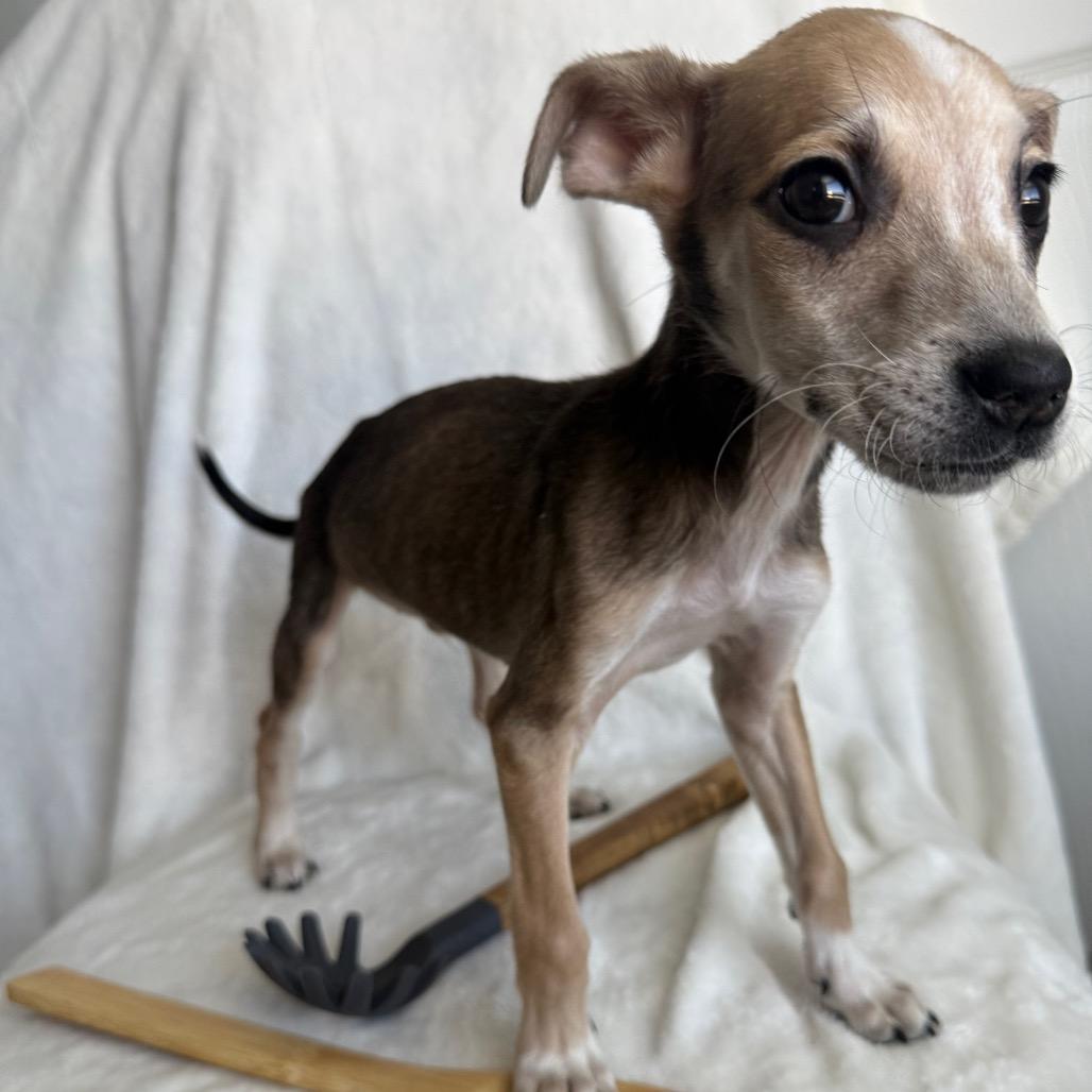 Enlarge Rigatoni, a Adoptable Mixed Breed in Staten Island, NY image 4/4