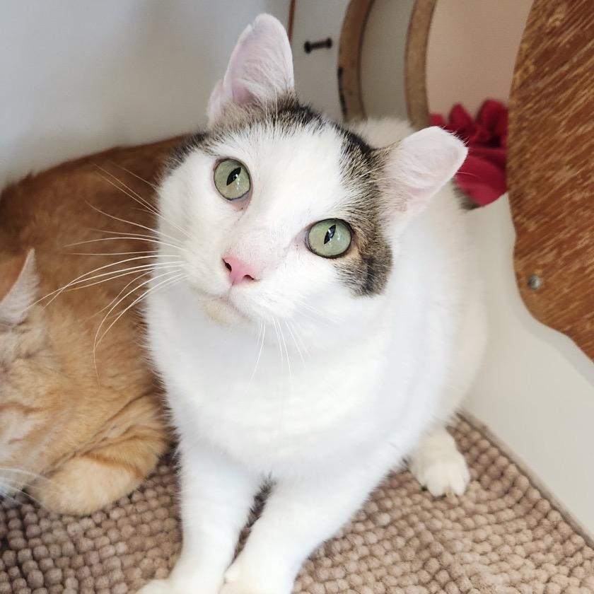 Enlarge Lionel Messi, a Adoptable Domestic Short Hair in Delaware, OH image 1/3