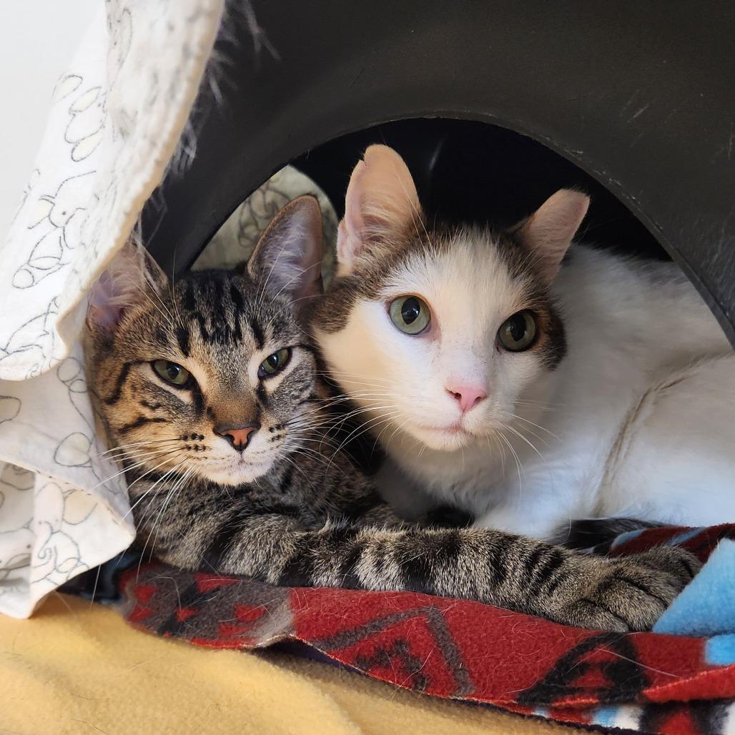 Enlarge Lionel Messi, a Adoptable Domestic Short Hair in Delaware, OH image 2/3
