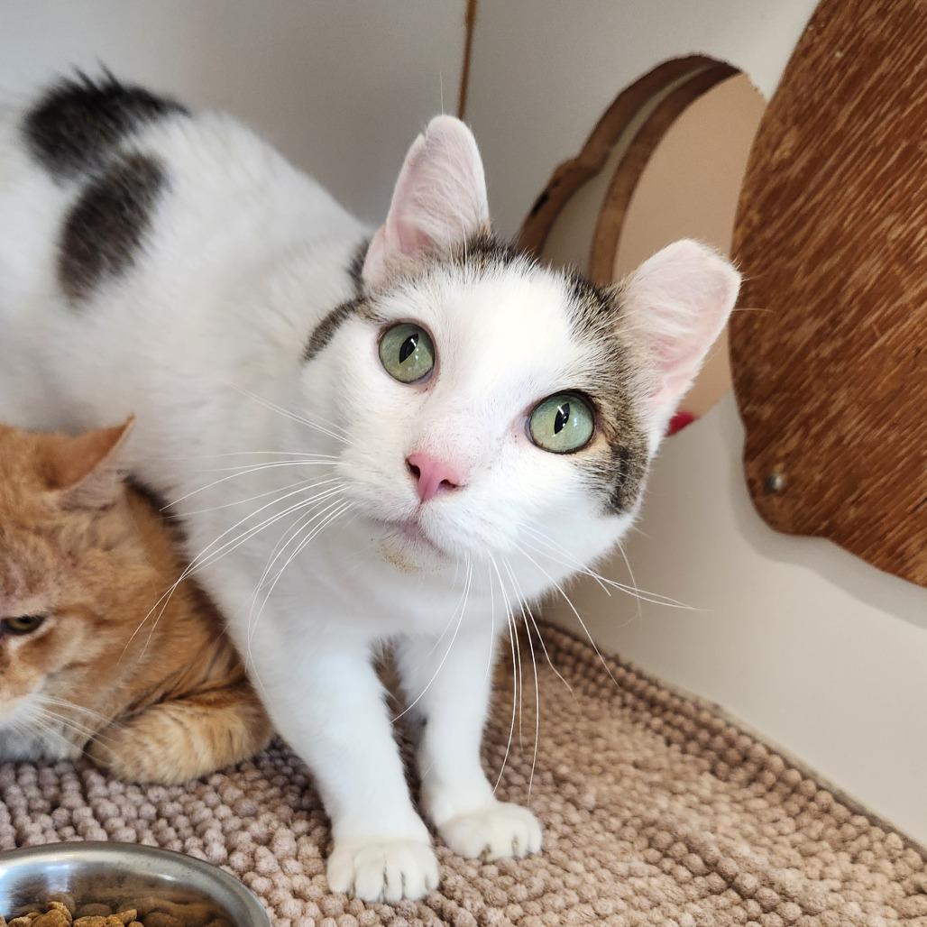 Enlarge Lionel Messi, a Adoptable Domestic Short Hair in Delaware, OH image 3/3