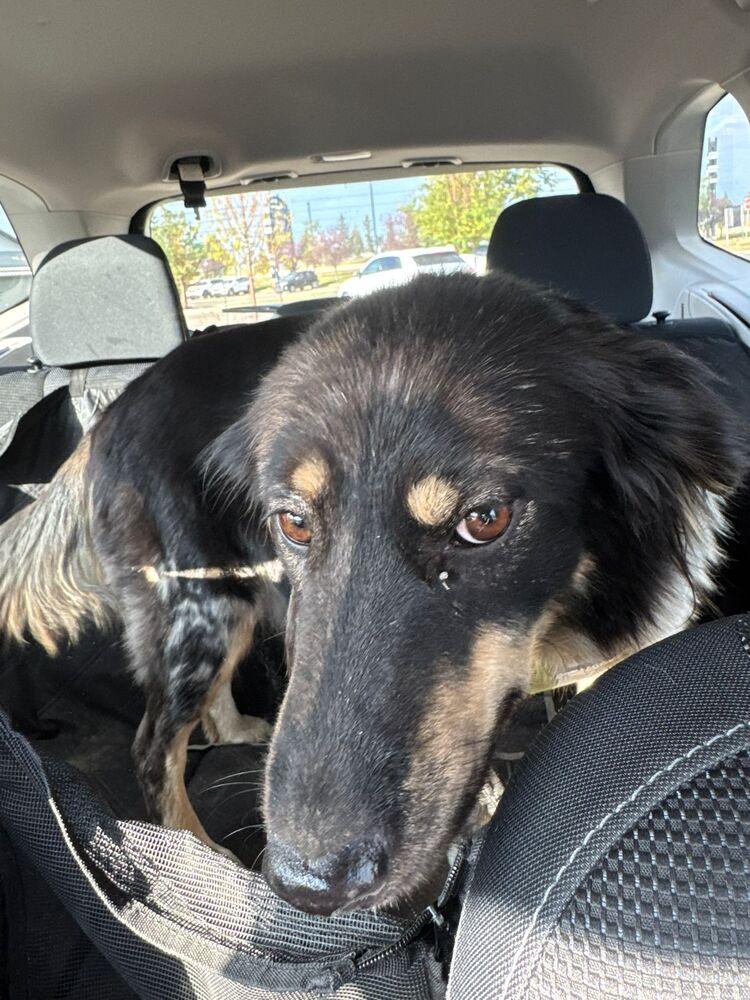 Enlarge Rainbow Dash, a Adoptable mixed breed in Calgary, AB image 1/1