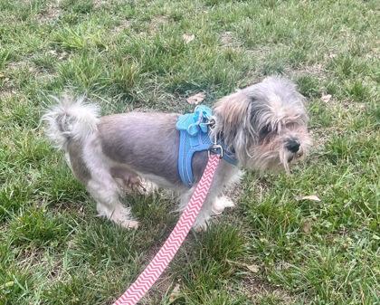 Enlarge Scrappy, a Adopted mixed breed in Annapolis, MD image 2/2