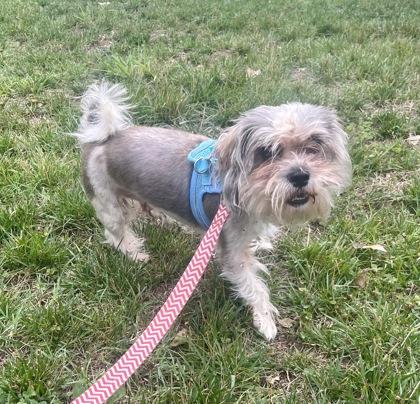 Enlarge Scrappy, a Adopted mixed breed in Annapolis, MD image 1/2