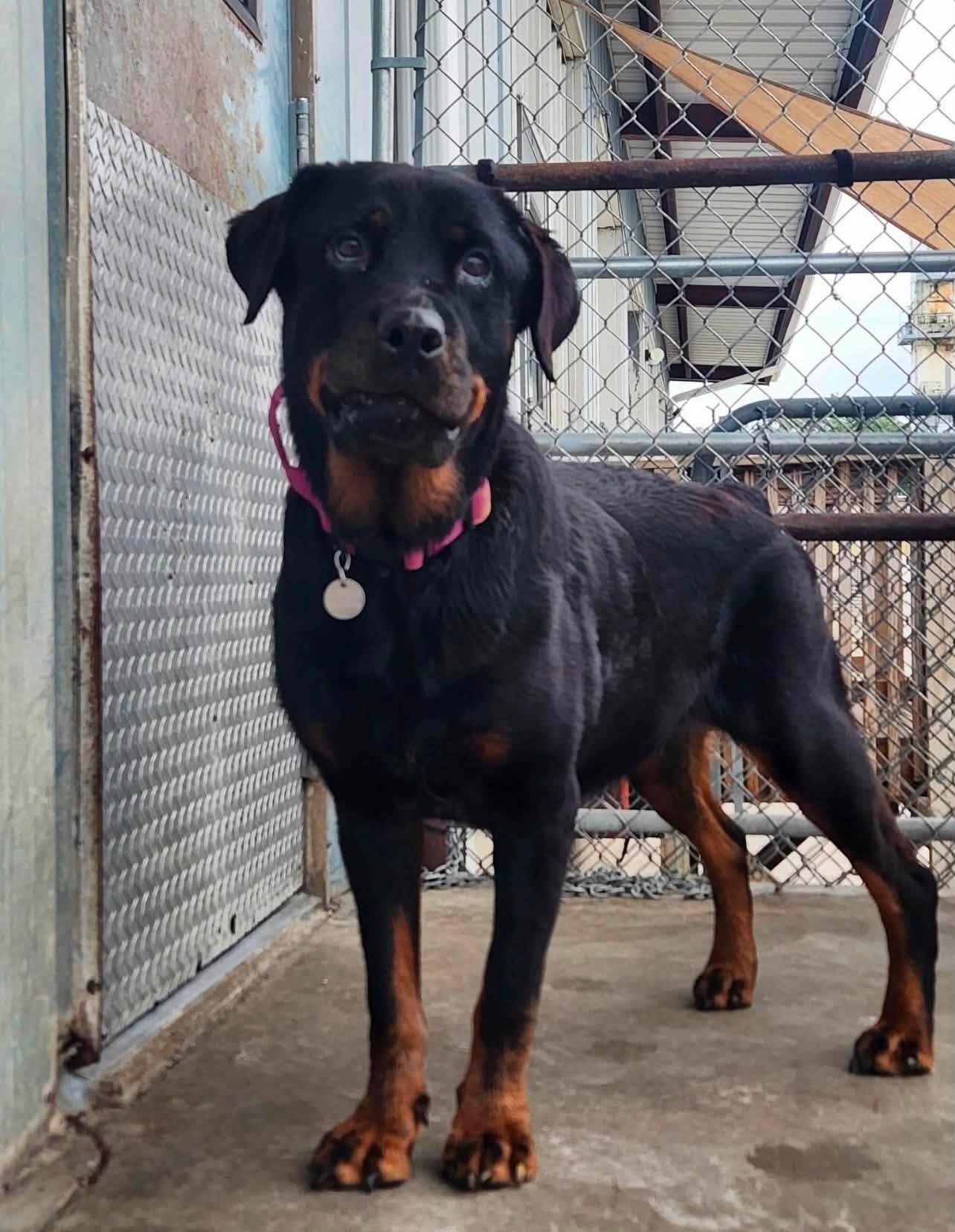Ursula, adopted, Senior Female Rottweiler.