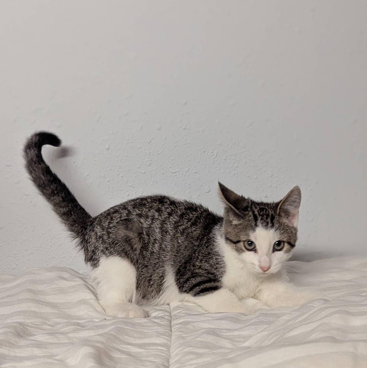 Terry, an adoptable Domestic Short Hair in Little Falls, MN, 56345 | Photo Image 1