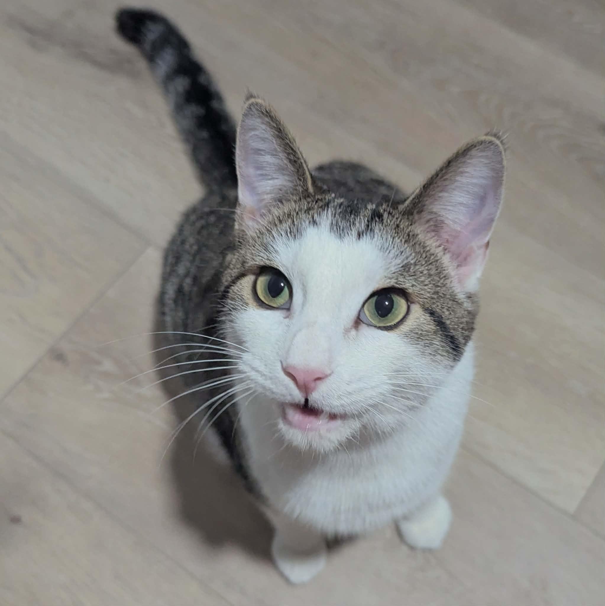 Terry, Adoptable, Kitten Male Domestic Short Hair.