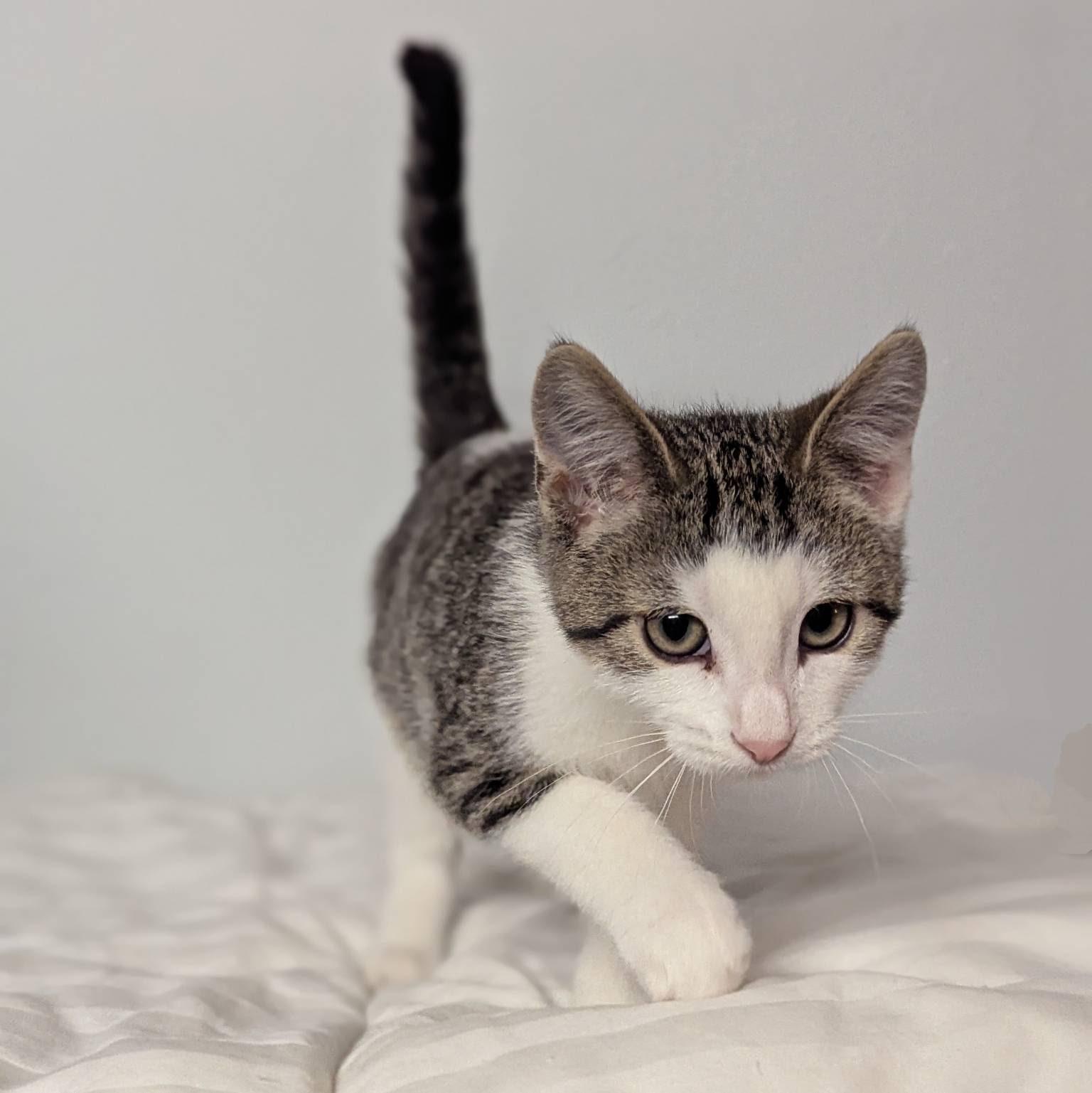 Enlarge Terry, a Adoptable Domestic Short Hair in Little Falls, MN image 3/3