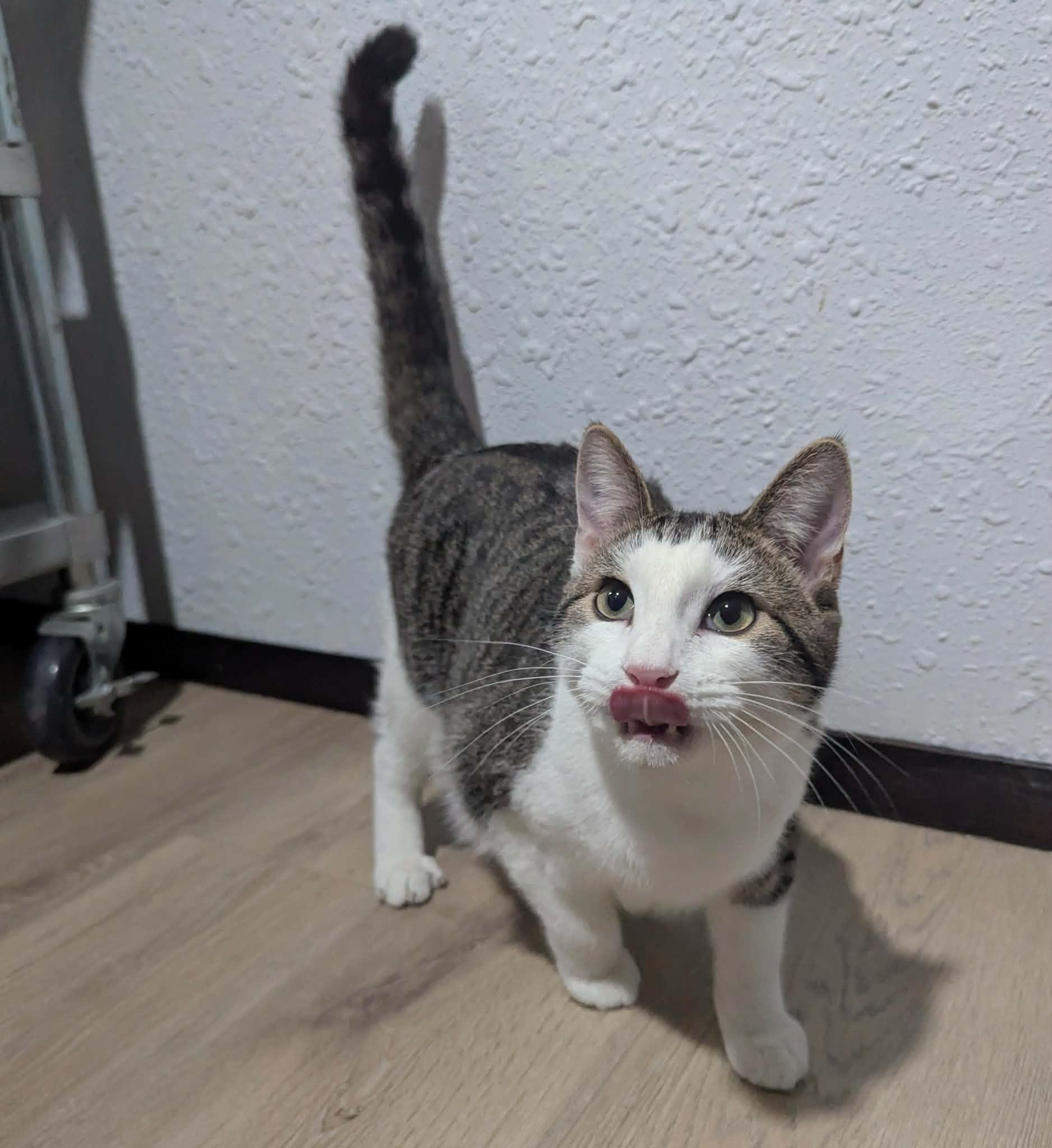 Terry, a Adoptable Domestic Short Hair in Little Falls, MN image 2/5