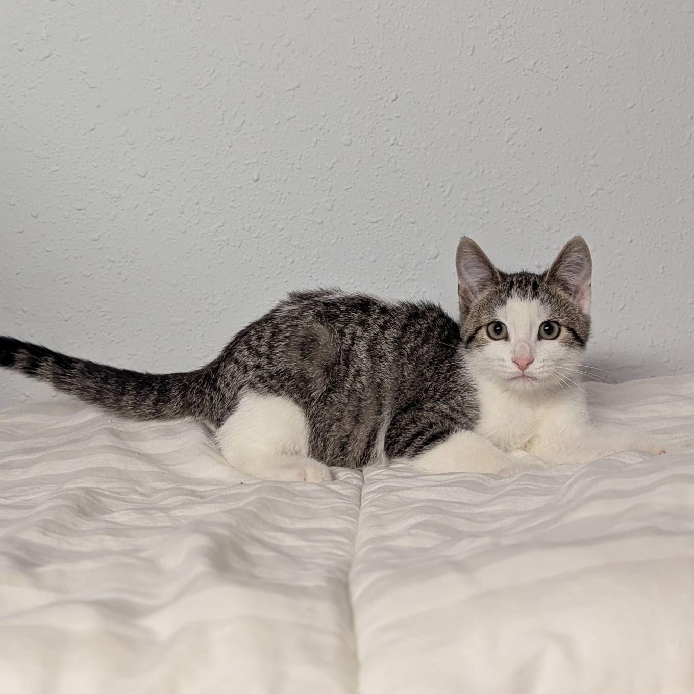 Terry, an adoptable Domestic Short Hair in Little Falls, MN, 56345 | Photo Image 2