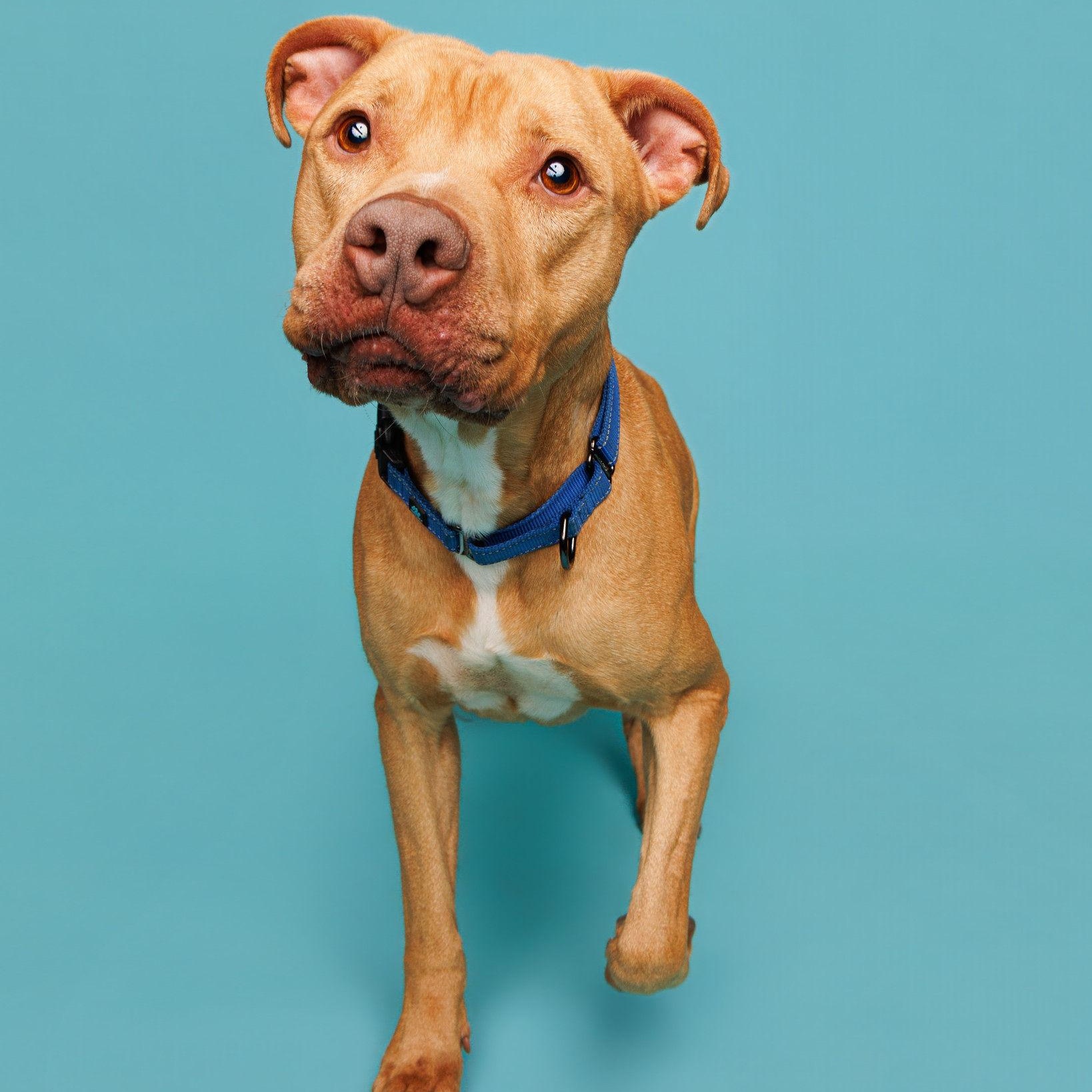 Lenny, adoptable, Adult Male Pit Bull Terrier.