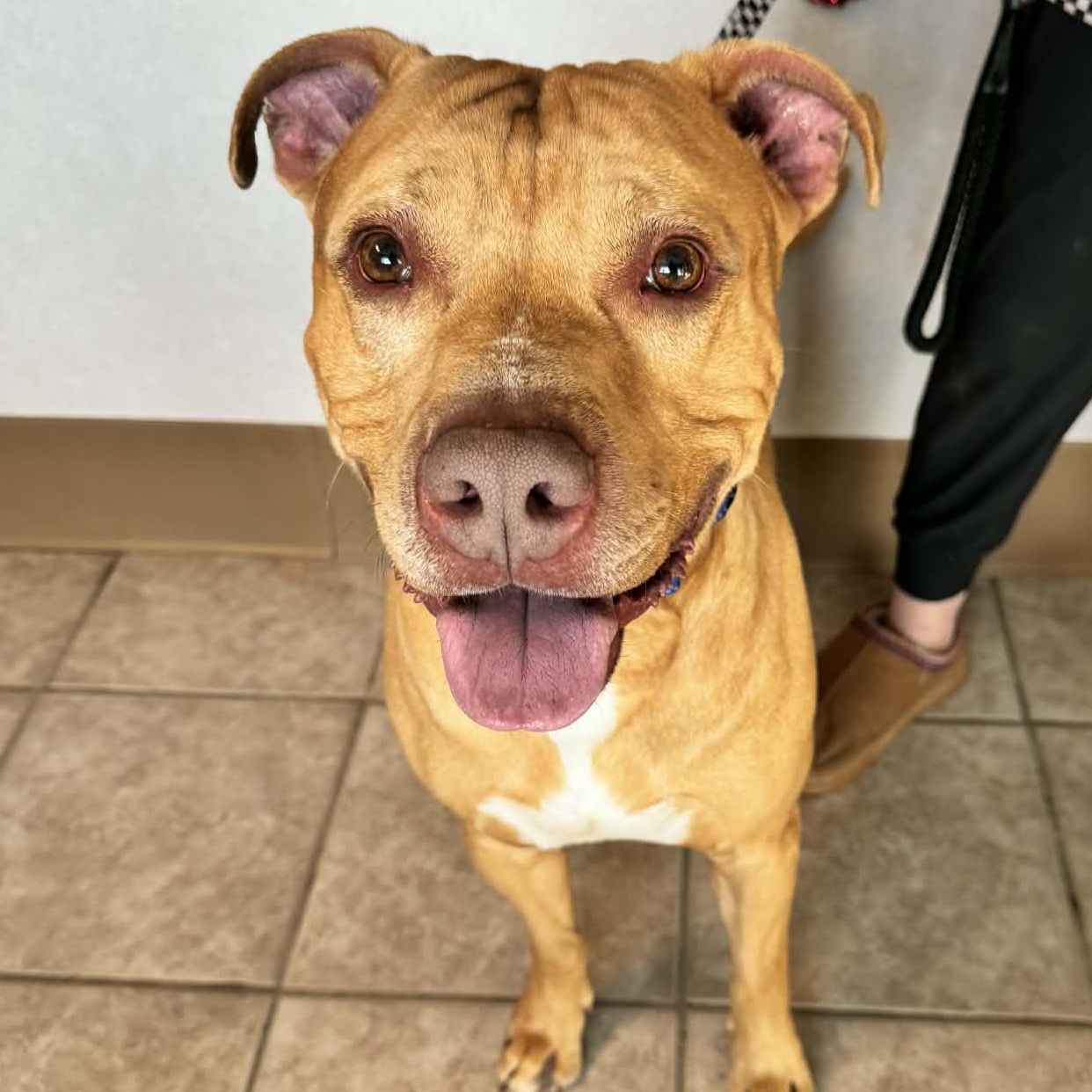 Lenny, an adoptable mixed breed in Waterloo, IA image 6/6