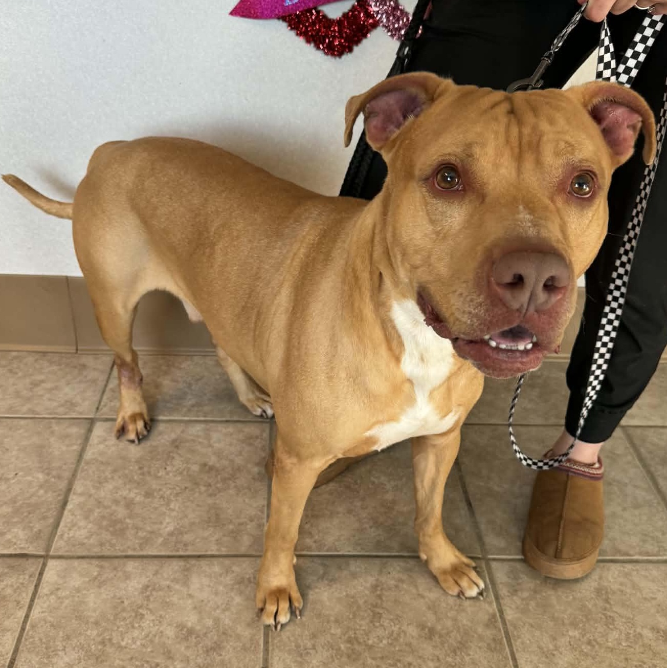 Lenny, an adoptable mixed breed in Waterloo, IA image 4/6