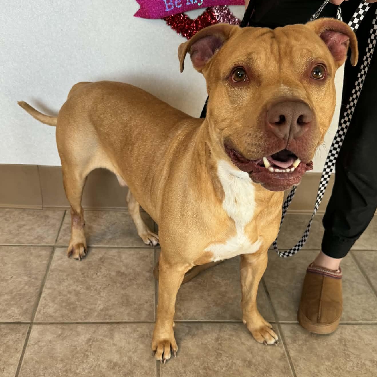 Lenny, an adoptable mixed breed in Waterloo, IA image 5/6