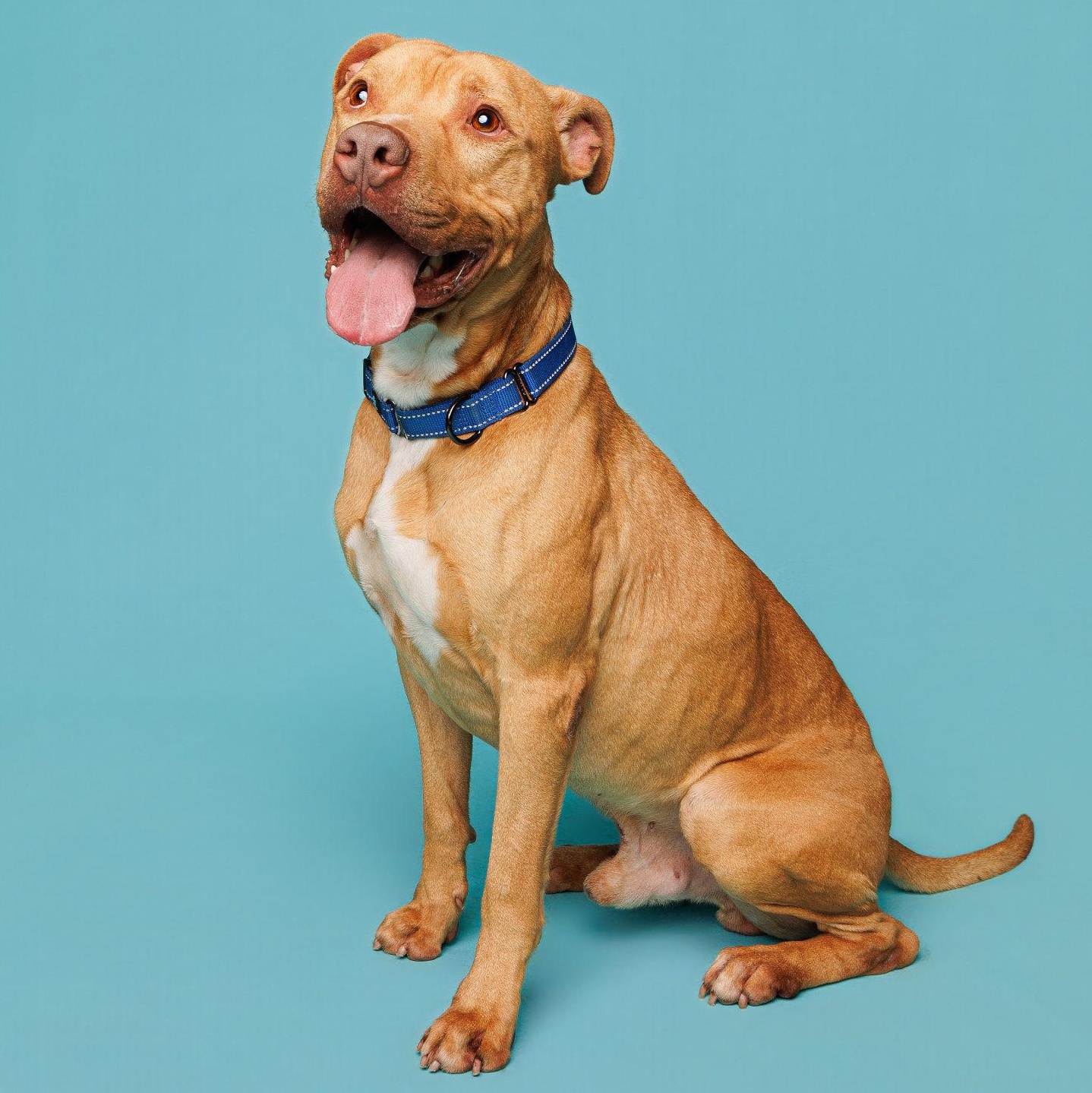 Lenny, an adoptable mixed breed in Waterloo, IA image 2/6