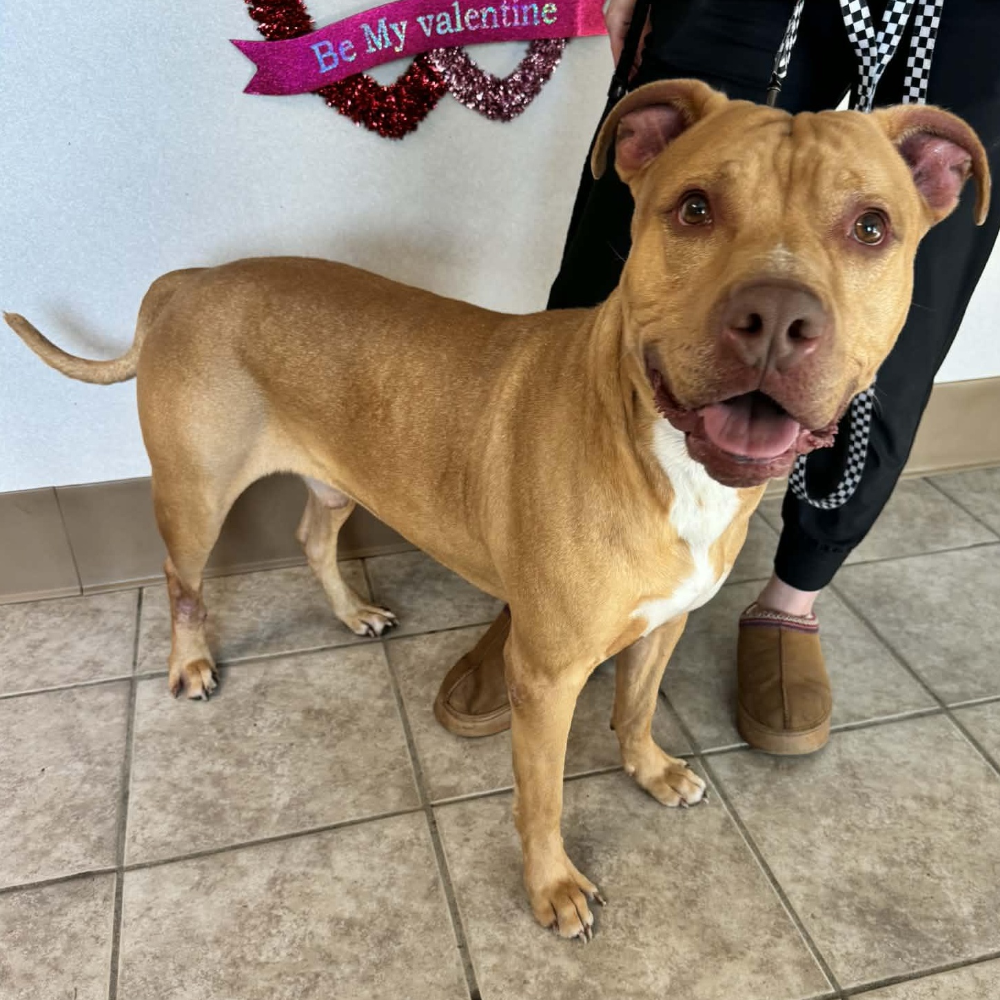 Lenny, an adoptable mixed breed in Waterloo, IA image 3/6