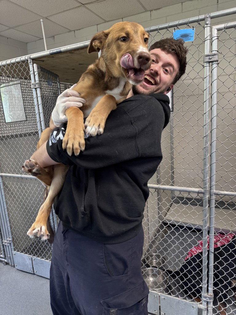 Enlarge PR 58 Red, a Adoptable mixed breed in Glen Allen, VA image 1/3