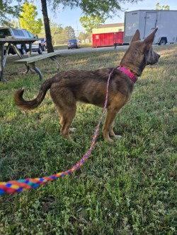 Enlarge PR 58 Red, a Adoptable mixed breed in Glen Allen, VA image 2/3