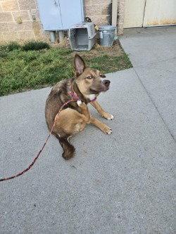 Enlarge PR 58 Red, a Adoptable mixed breed in Glen Allen, VA image 3/3