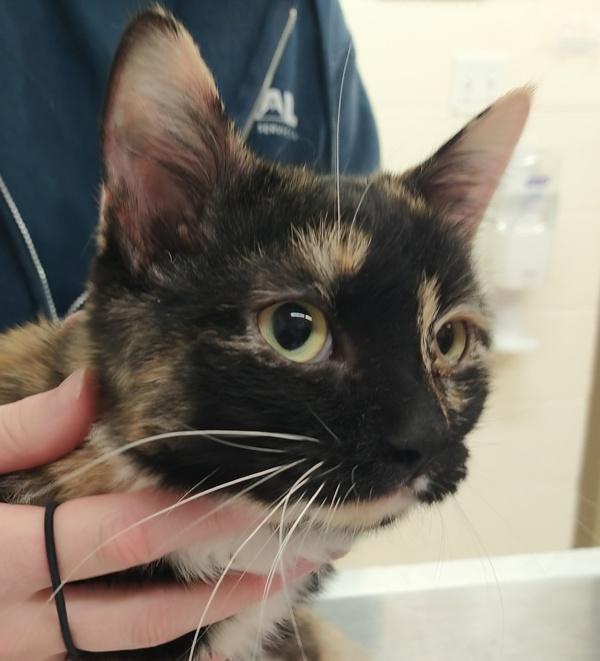 Cookie, Adoptable, Adult Female Domestic Short Hair.