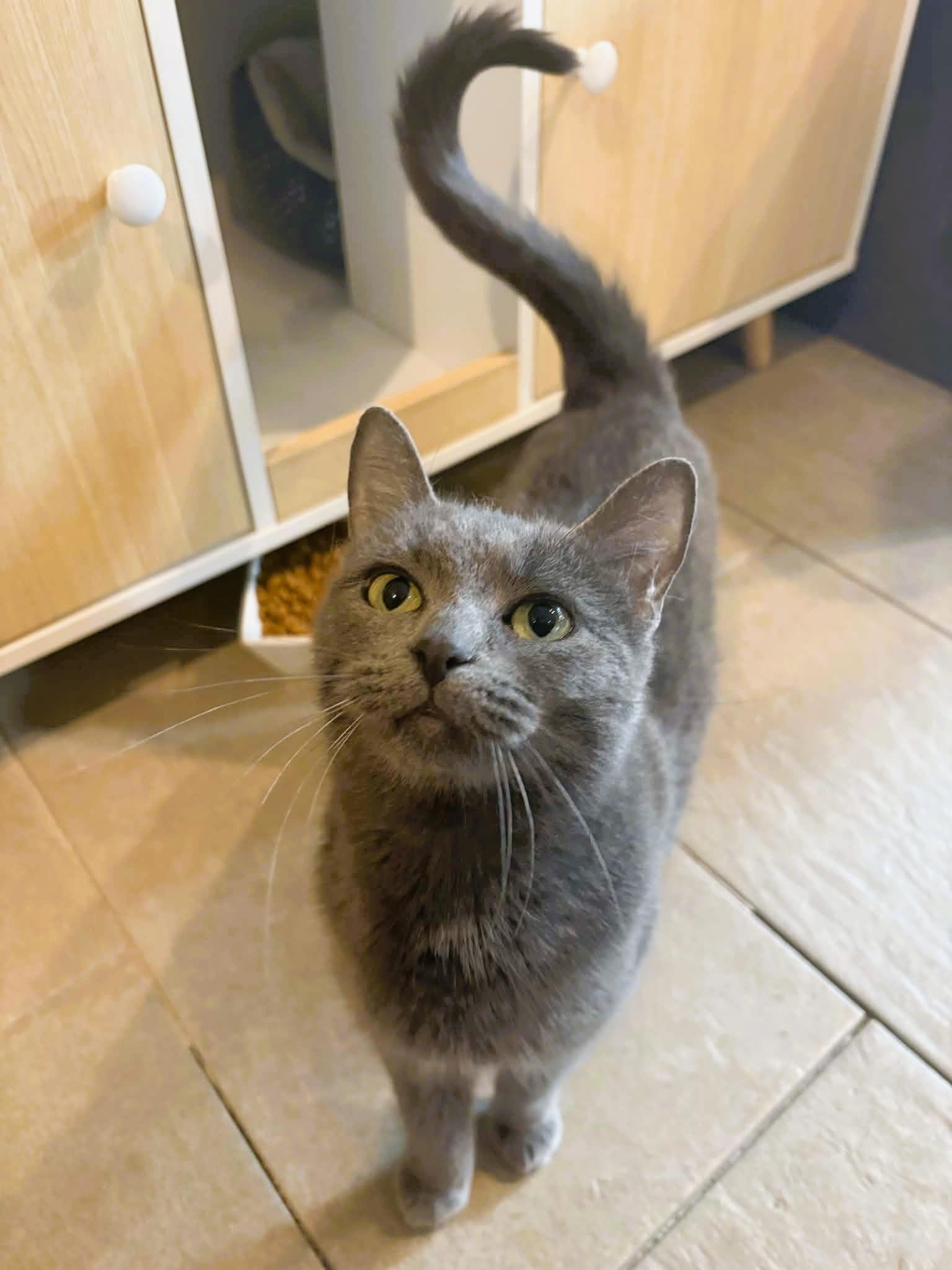 Enlarge Mila Ann (Cutie Pie), a ADOPTABLE Domestic Short Hair in Rochester, NY image 1/1