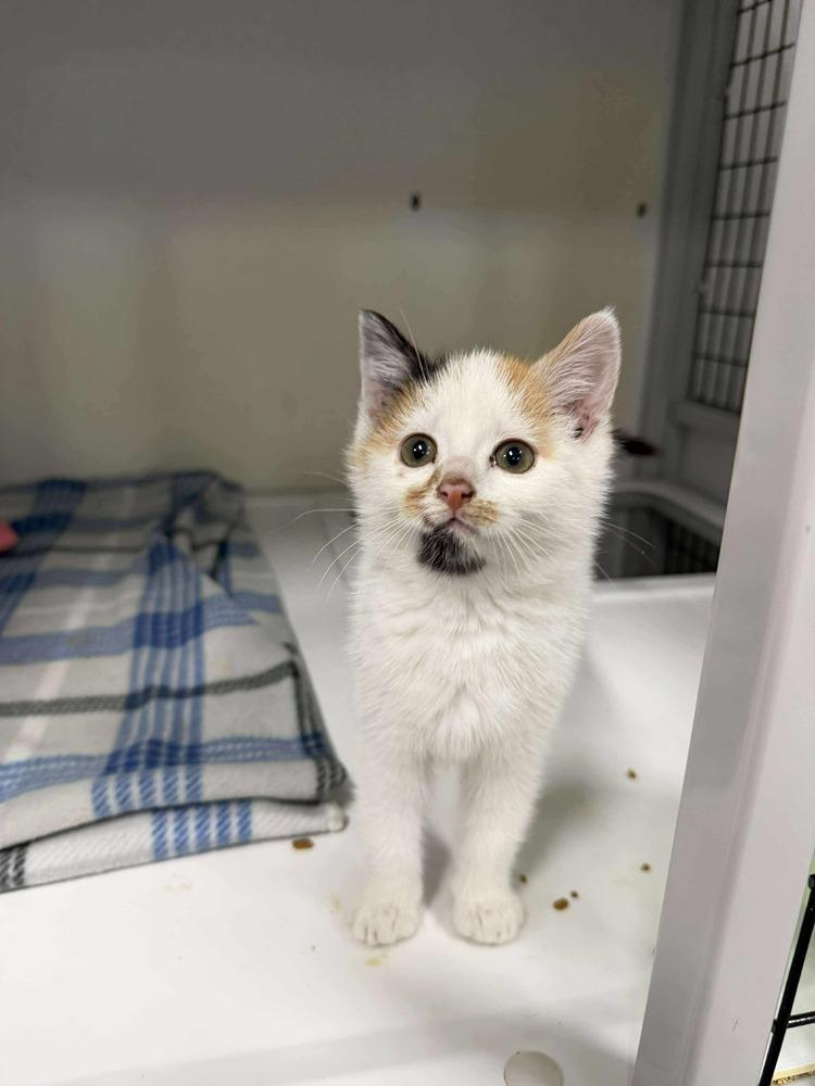Smudge, Adoptable, Kitten Female Domestic Short Hair & Calico.