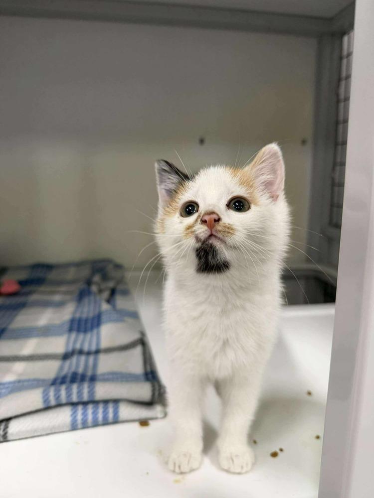 Enlarge Smudge, a Adoptable mixed breed in Emerald Isle, NC image 2/5