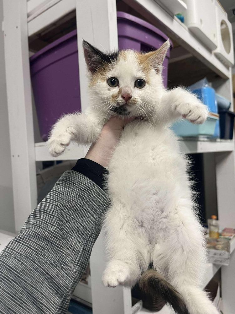 Enlarge Smudge, a Adoptable mixed breed in Emerald Isle, NC image 4/5