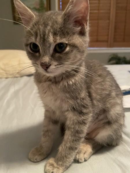 Enlarge Daphne, a ADOPTABLE American Shorthair in Katy, TX image 1/3