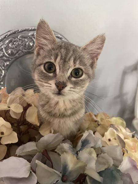 Enlarge Daphne, a ADOPTABLE American Shorthair in Katy, TX image 2/3