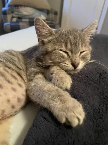 Enlarge Daphne, a ADOPTABLE American Shorthair in Katy, TX image 3/3