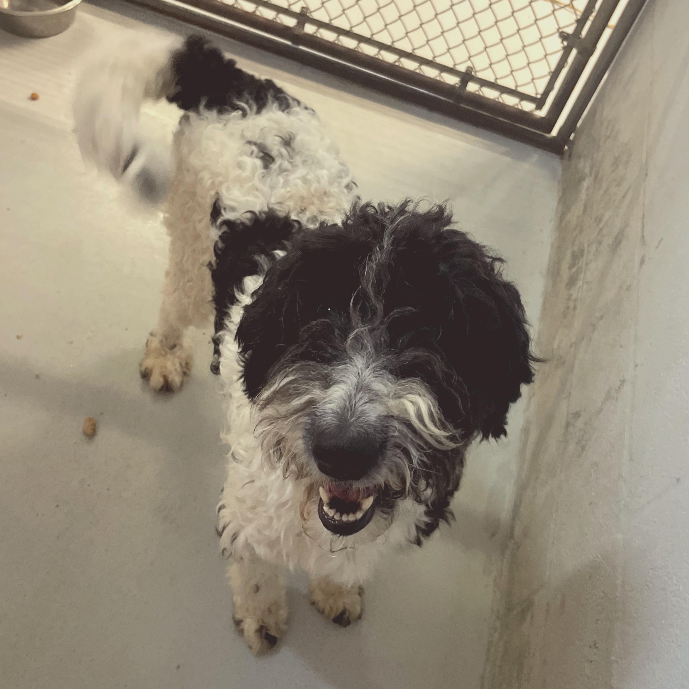Aurora, an adoptable Labradoodle in Seguin, TX, 78156 | Photo Image 2