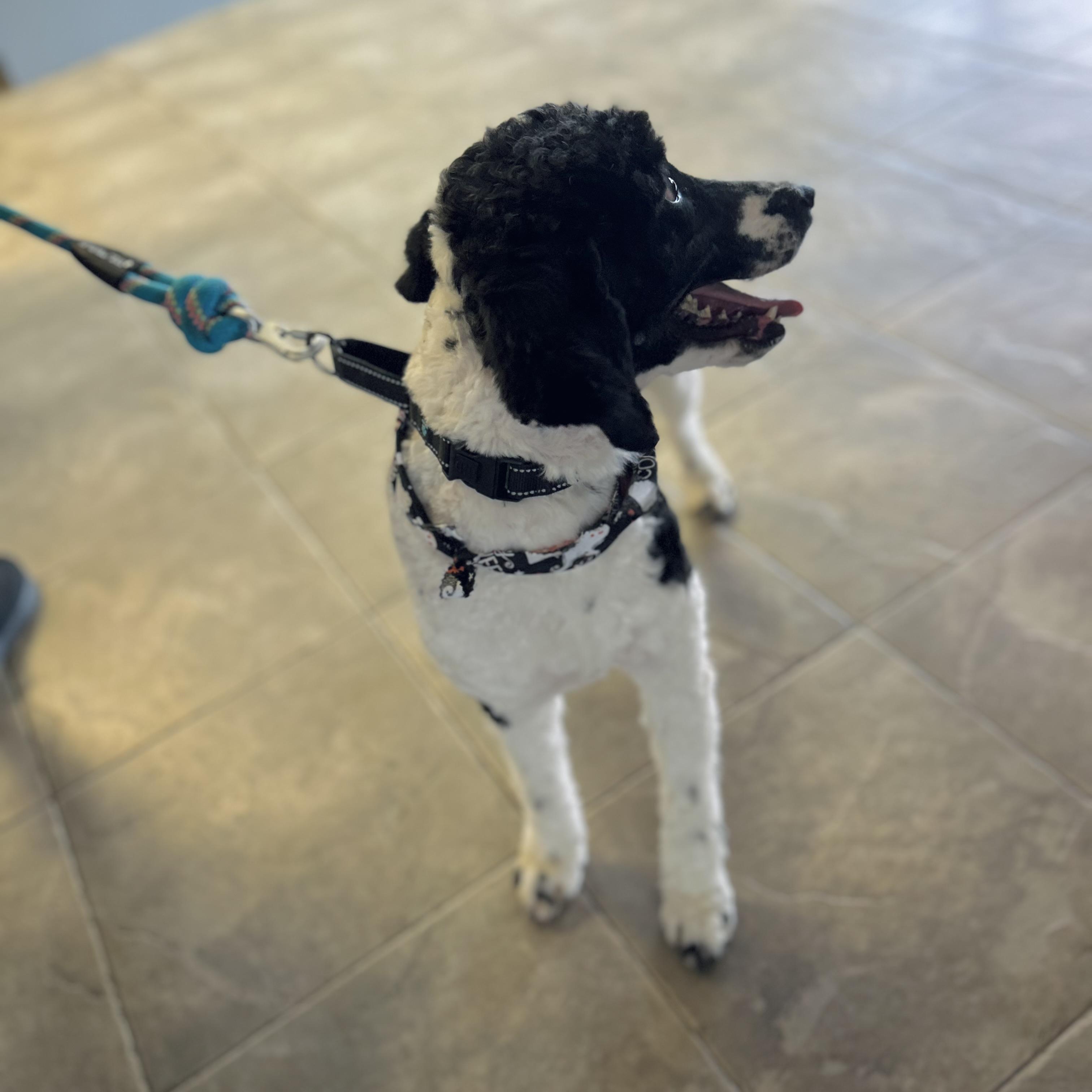 Aurora, an adoptable Labradoodle in Seguin, TX, 78156 | Photo Image 4