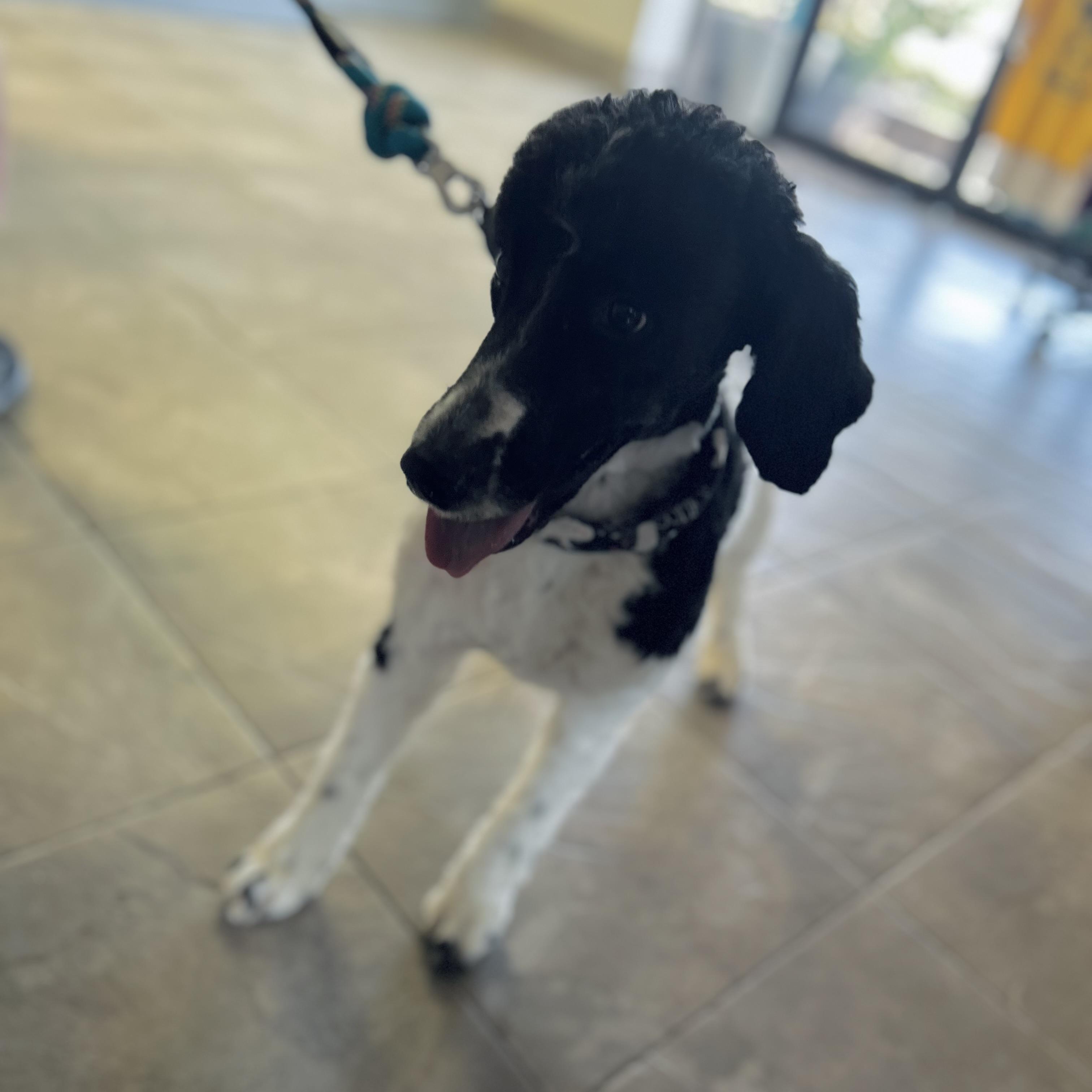 Aurora, an adoptable Labradoodle in Seguin, TX, 78156 | Photo Image 6
