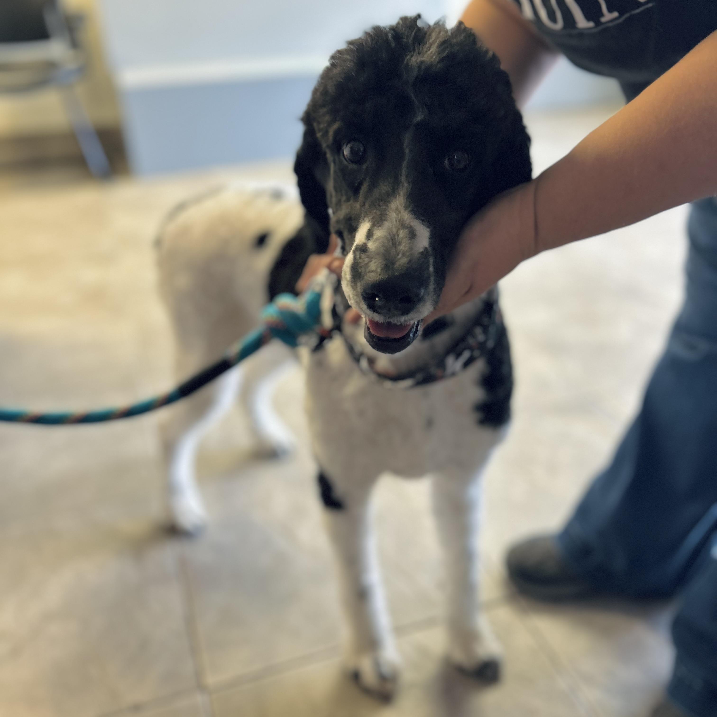 Aurora, an adoptable Labradoodle in Seguin, TX, 78156 | Photo Image 3