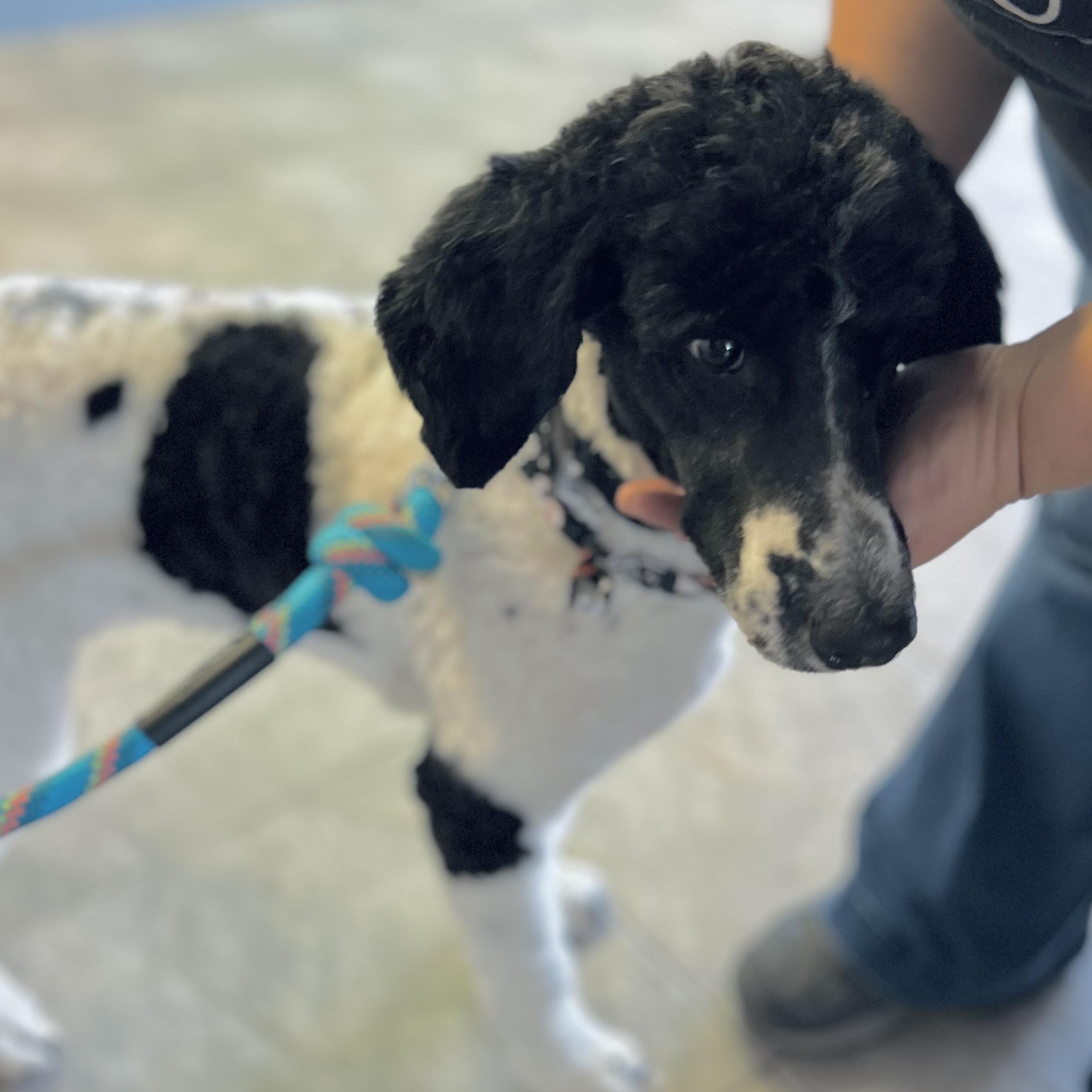 Aurora, an adoptable Labradoodle in Seguin, TX, 78156 | Photo Image 1