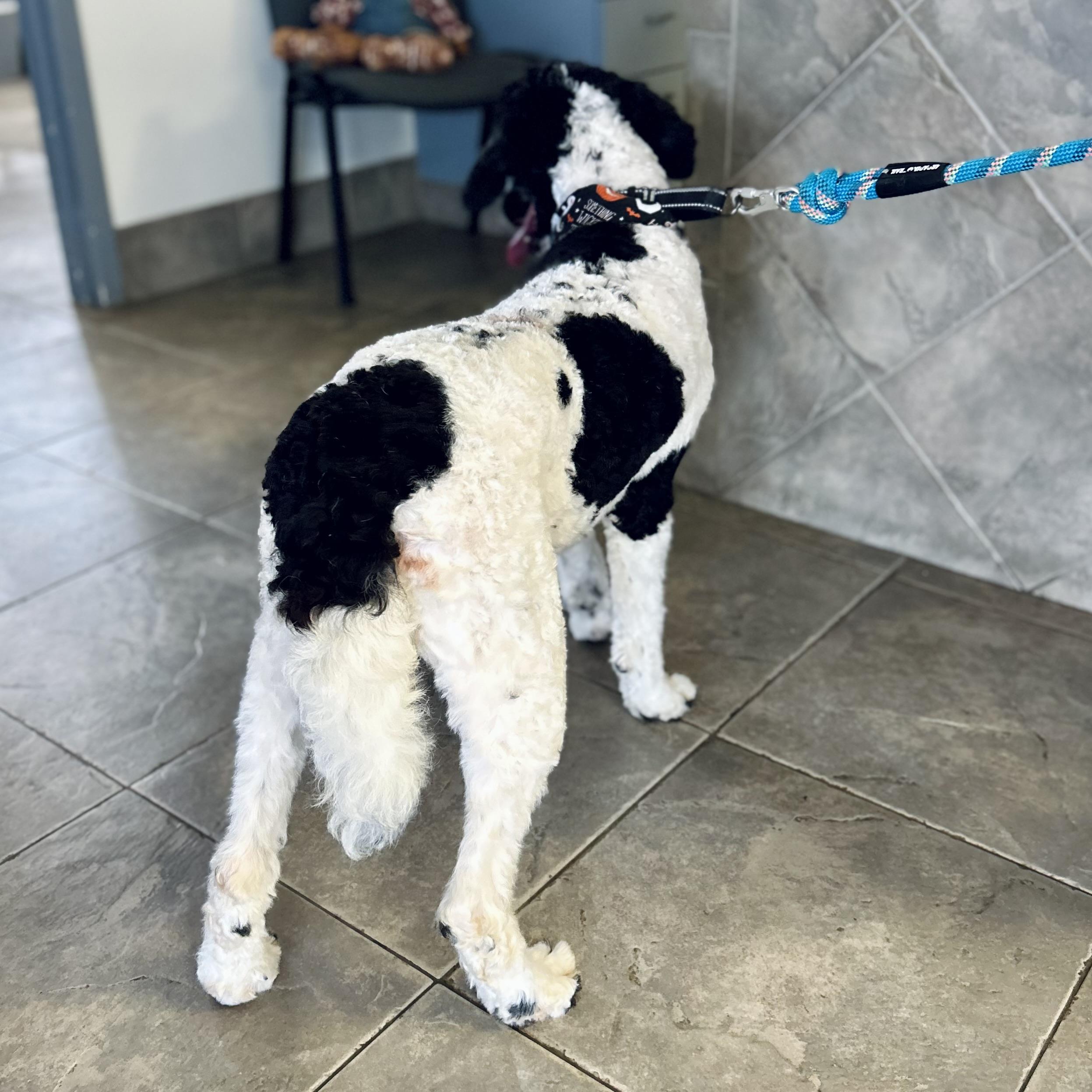 Aurora, an adoptable Labradoodle in Seguin, TX, 78156 | Photo Image 5